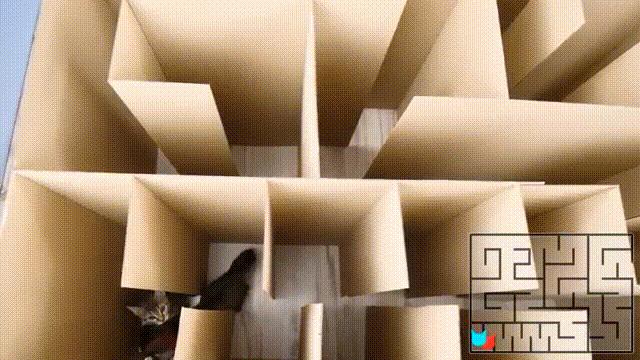 2亿*放播**量的“仓鼠走迷宫”，成了YouTube上的财富密码