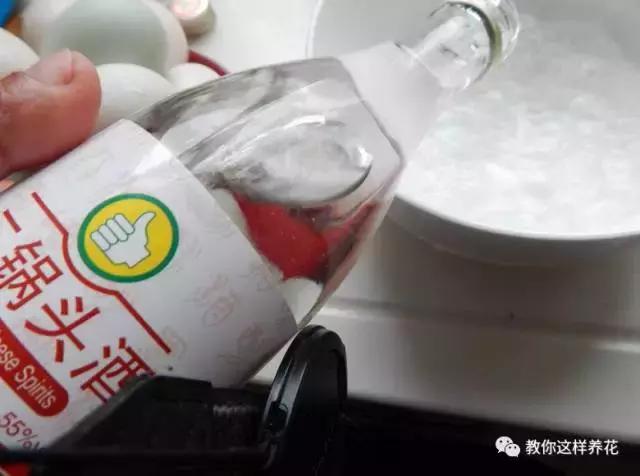 君子兰保命方法,君子兰神奇之处