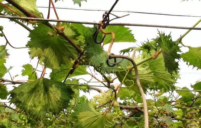 葡萄病害防治识别图谱,葡萄病害鉴定图谱