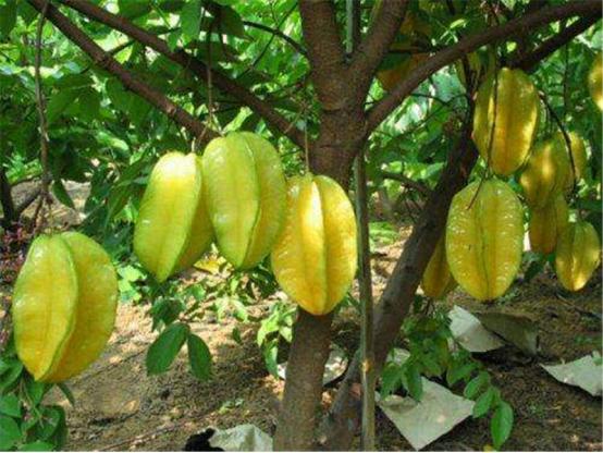 三年树的杨桃怎么样管理,杨桃管理技巧视频