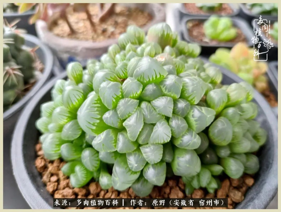 梅雨袭，酷暑至，多肉进入历劫季