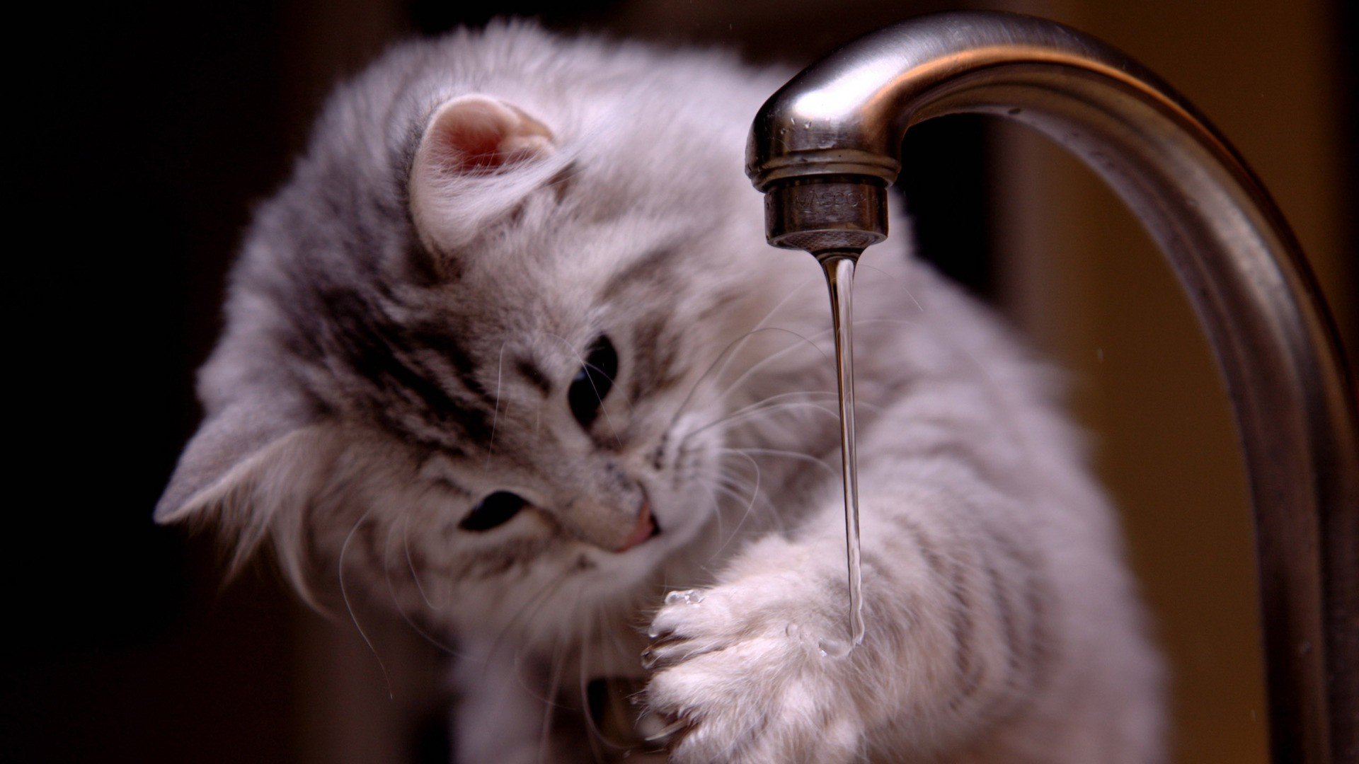 猫咪不喝水鼻头干怎么办,猫咪不喝水怎么办小窍门