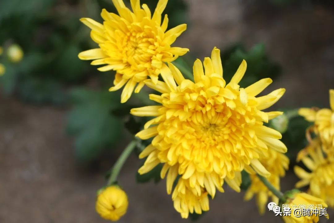 云南腾冲银杏村杙春园客栈对外招租，只为等待有缘的你