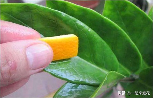 家里的橘子皮像打蜡一样,家里放的陈年橘子皮