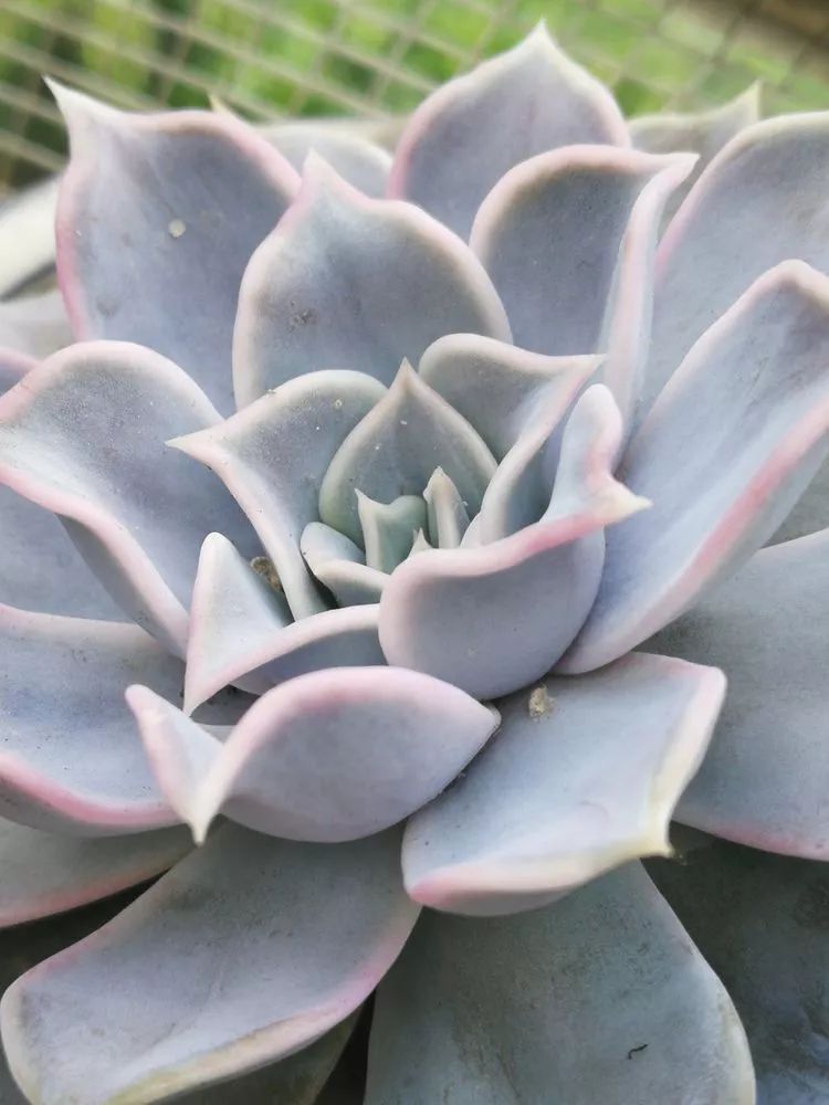 一杯清茶一道暖阳,一杯清茶温暖的时光