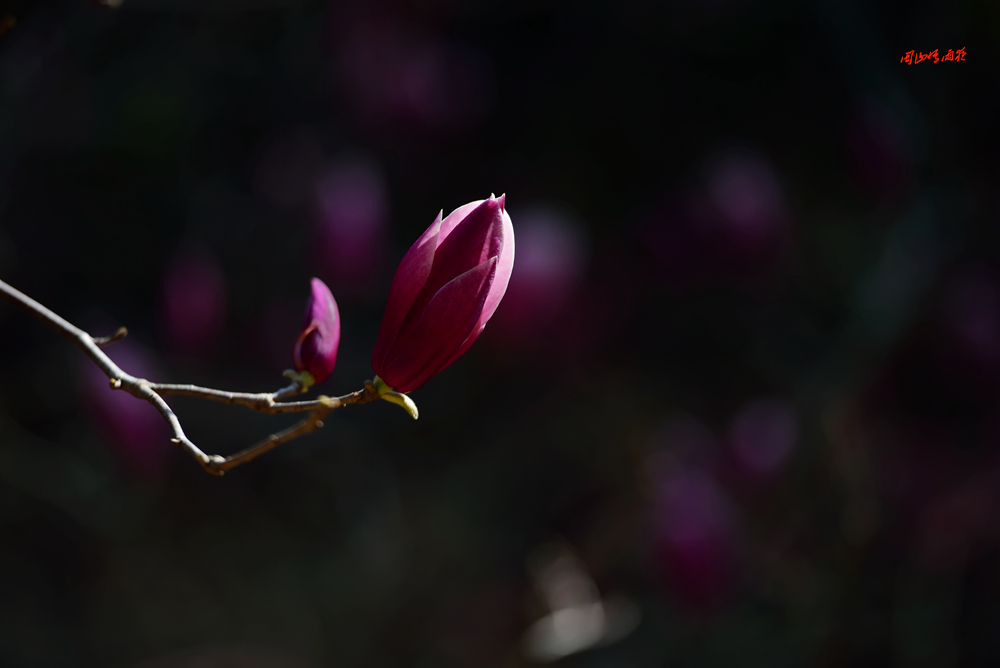 一春芳意，三月如风，日长风静，花影闲相照。