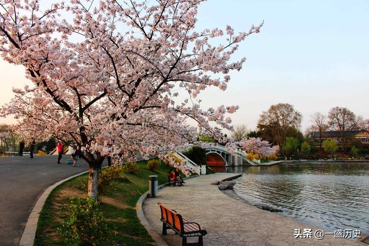 樱花原产于哪个国家,享誉世界的日本樱花竟然来自中国