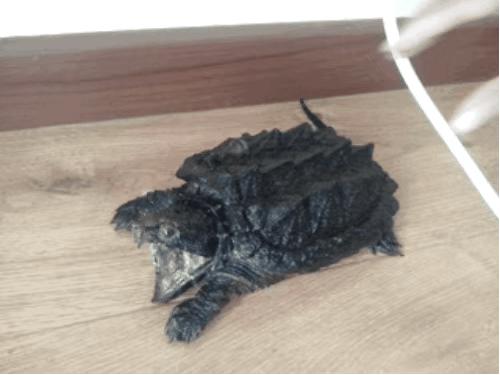 龟怎样才算认可主人,怎么增加和龟的互动性