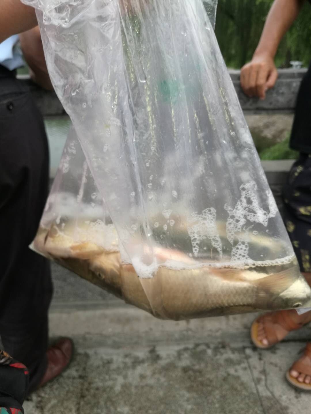 早上河道鱼浮头,河边闸门口出现大量鱼全部浮头