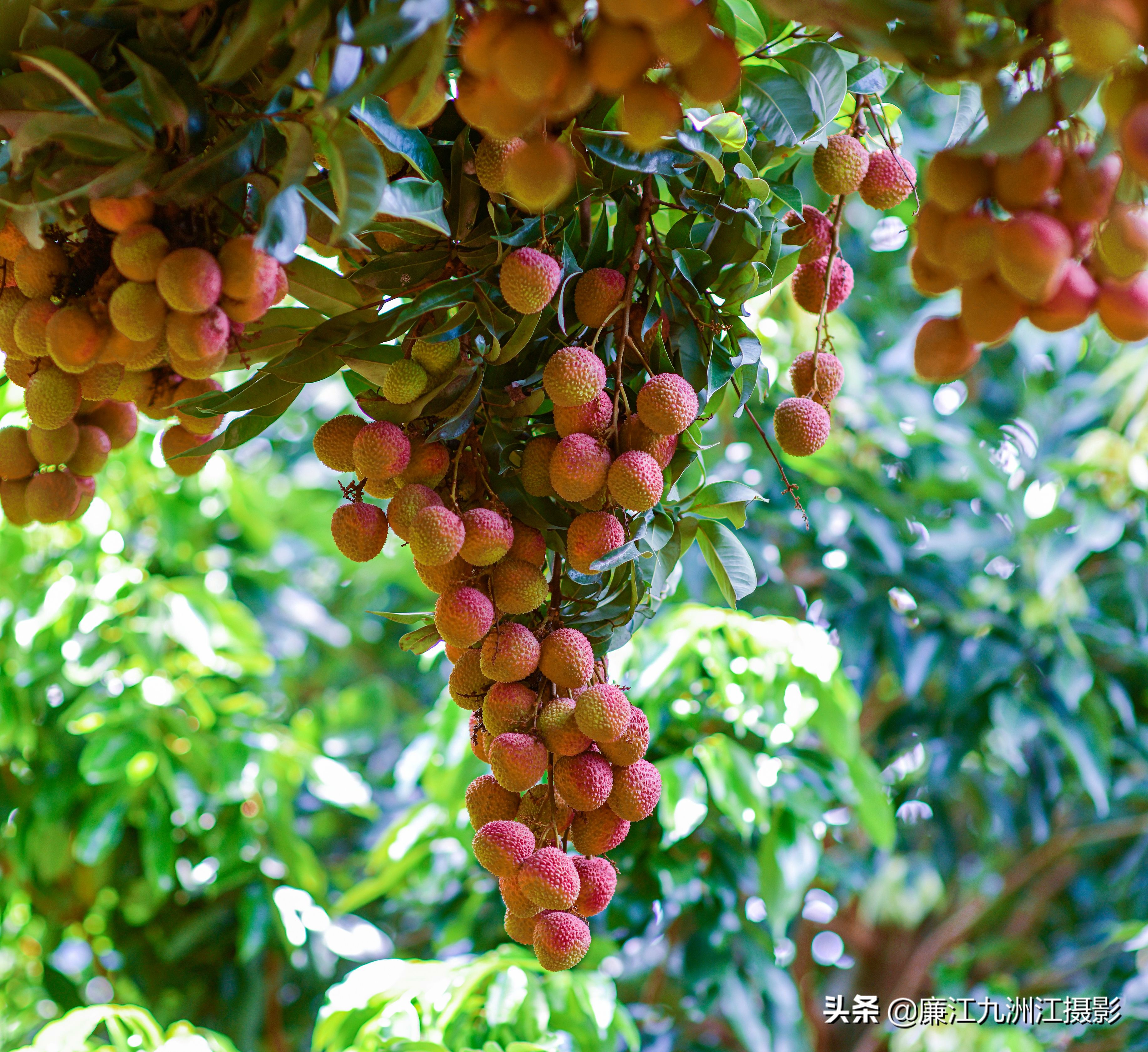 湛江市廉江荔枝节开幕式视频,廉江荔枝文化节