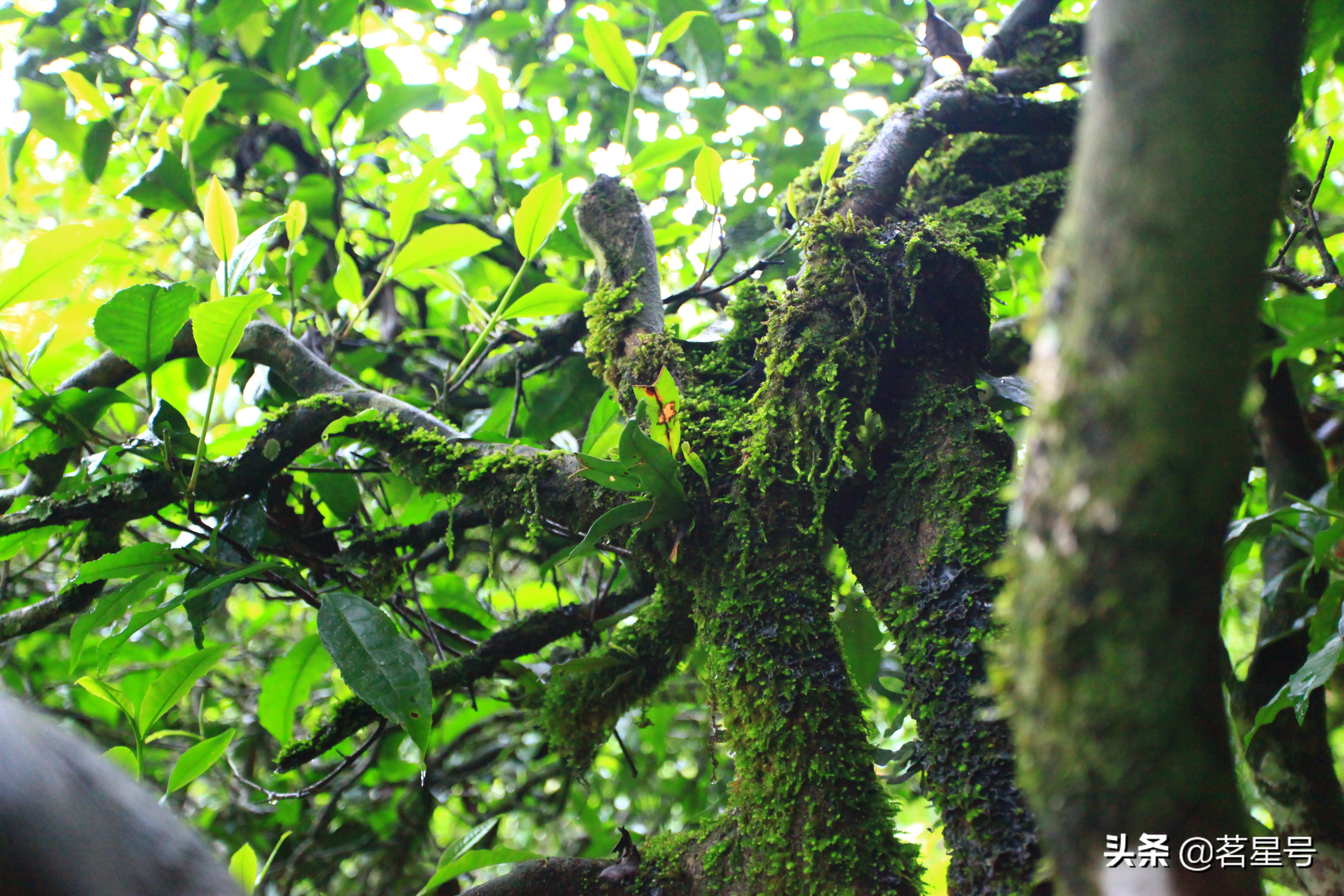 景迈山的普洱茶特征,如何识别景迈茶叶片