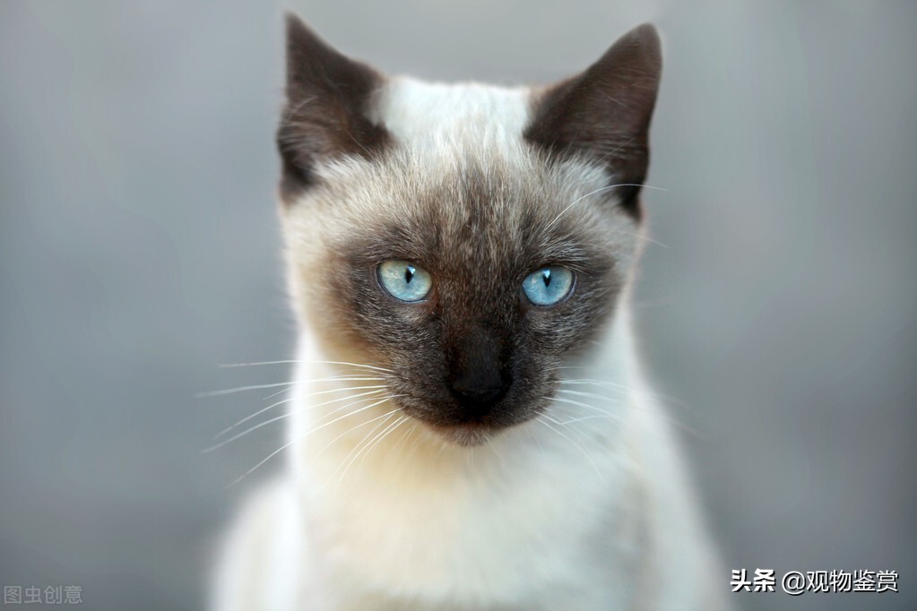 暹罗猫小豆泥什么性格,喜欢暹罗猫的女孩性格