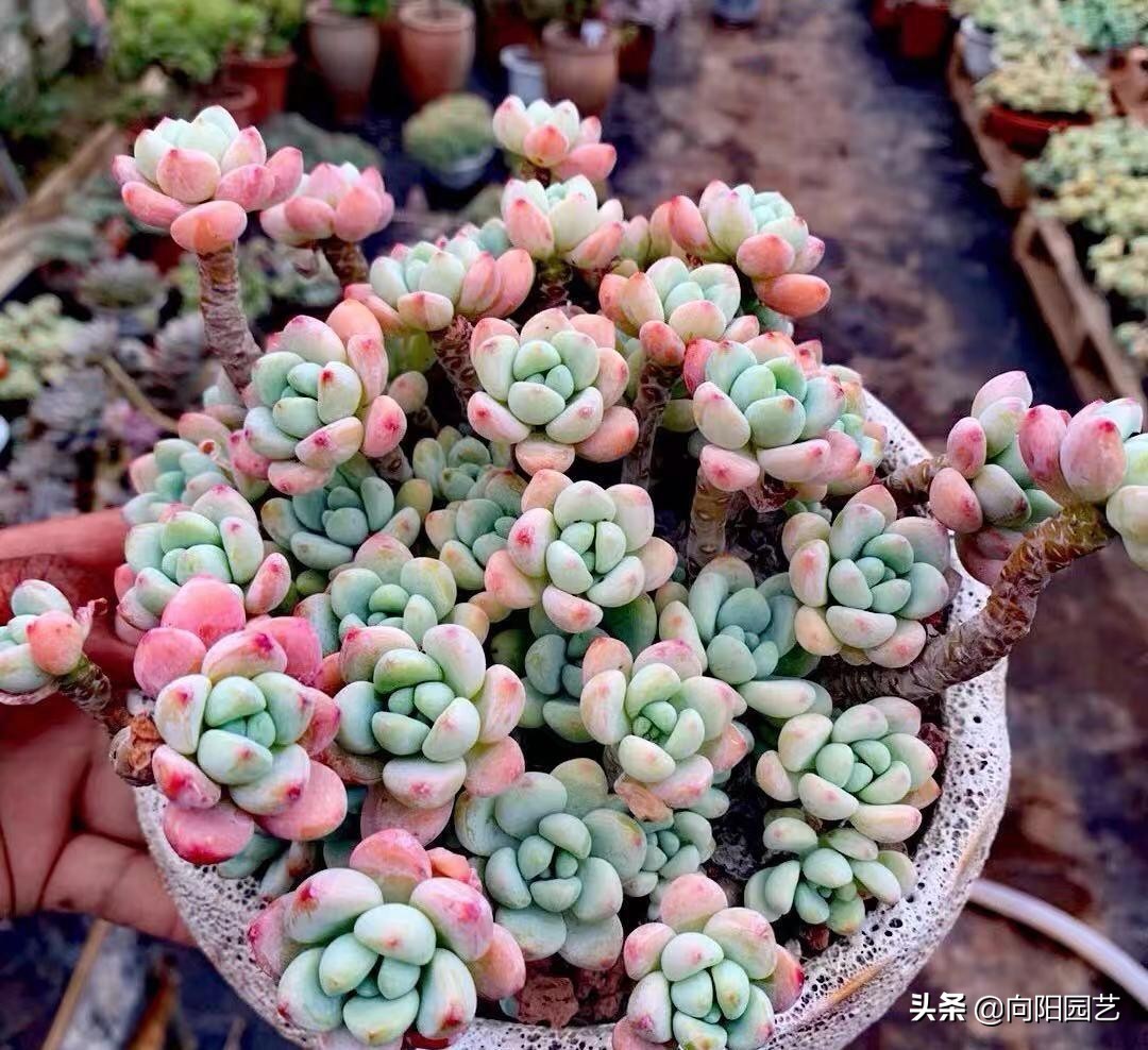 好看好养的植物推荐,最受欢迎的10大多肉品种