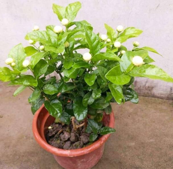 刚买茉莉花怎么养护好,6月份买的茉莉花如何养护长新芽