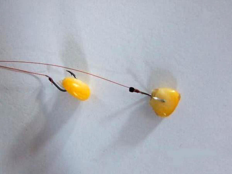 为什么都用玉米钓鱼,为什么用玉米一直钓到罗非鱼