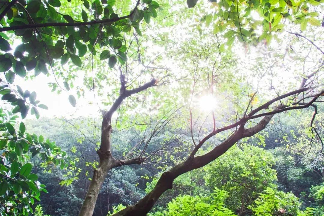 100句美到可以签名的诗句,美到极致的签名诗句