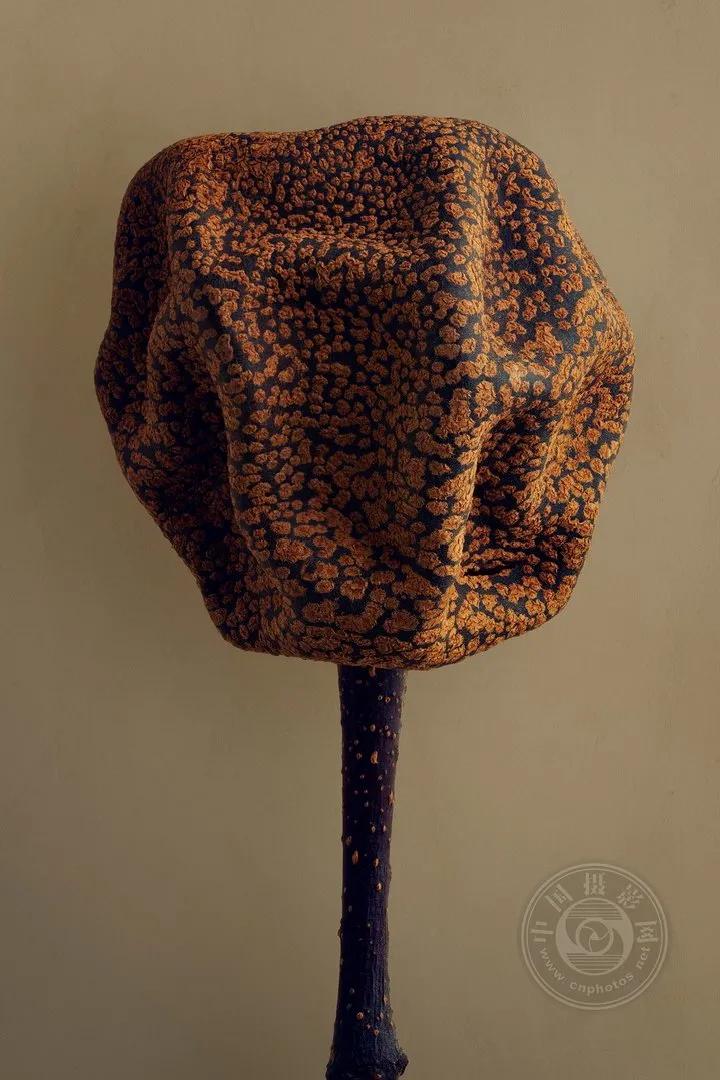 2022索尼世界摄影大赛自然类 (索尼世界摄影大赛自然组作品精选)