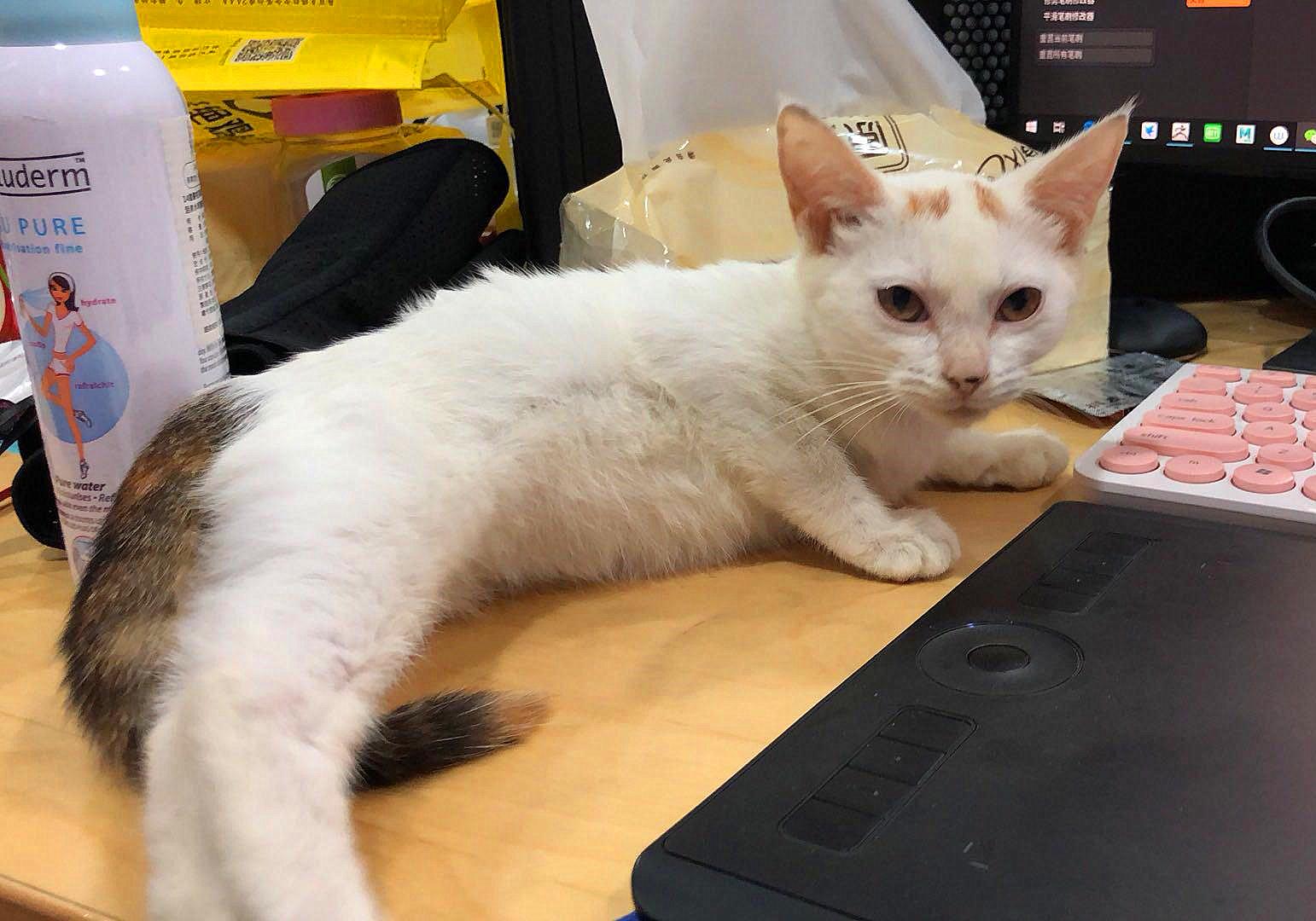 猫咪外出需要准备什么,春节留守猫咪的喂养攻略