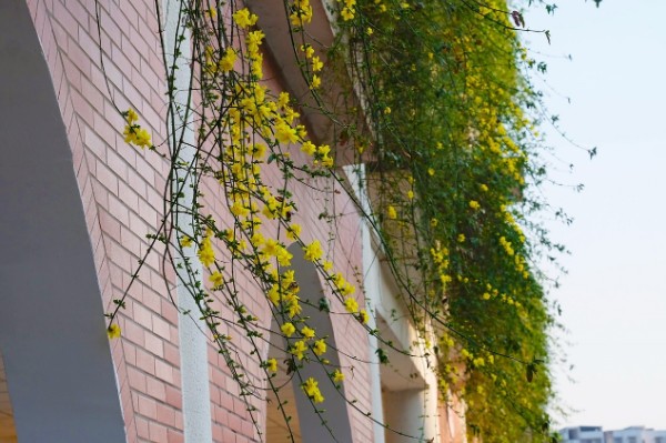 巴中市第四中学西华山春游,春游高一