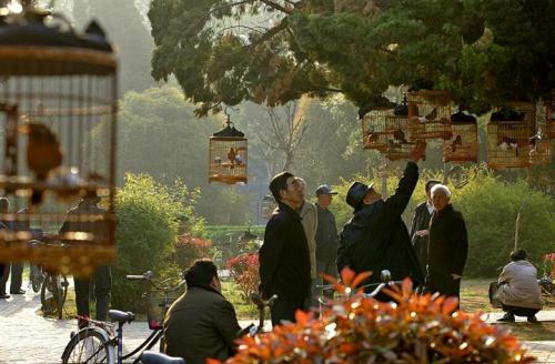 养鸟人10年后的感受,浅谈养鸟的生理与心理的护理