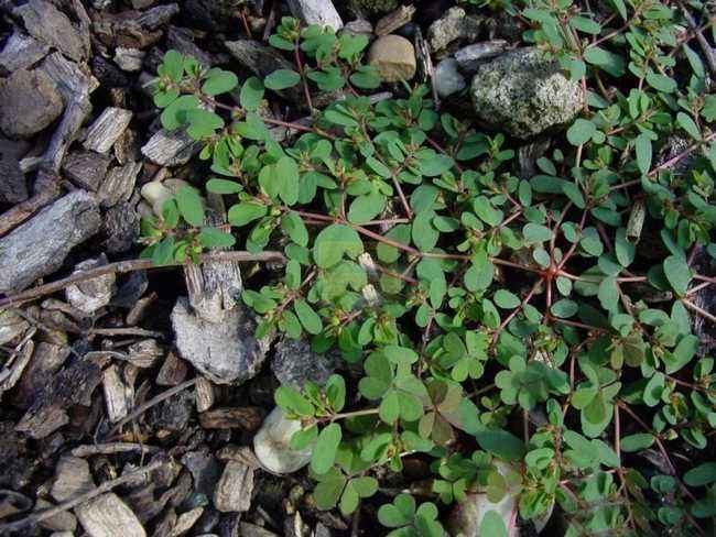 过去农村经常用这些野草来制作酒曲，八九十年代很常见