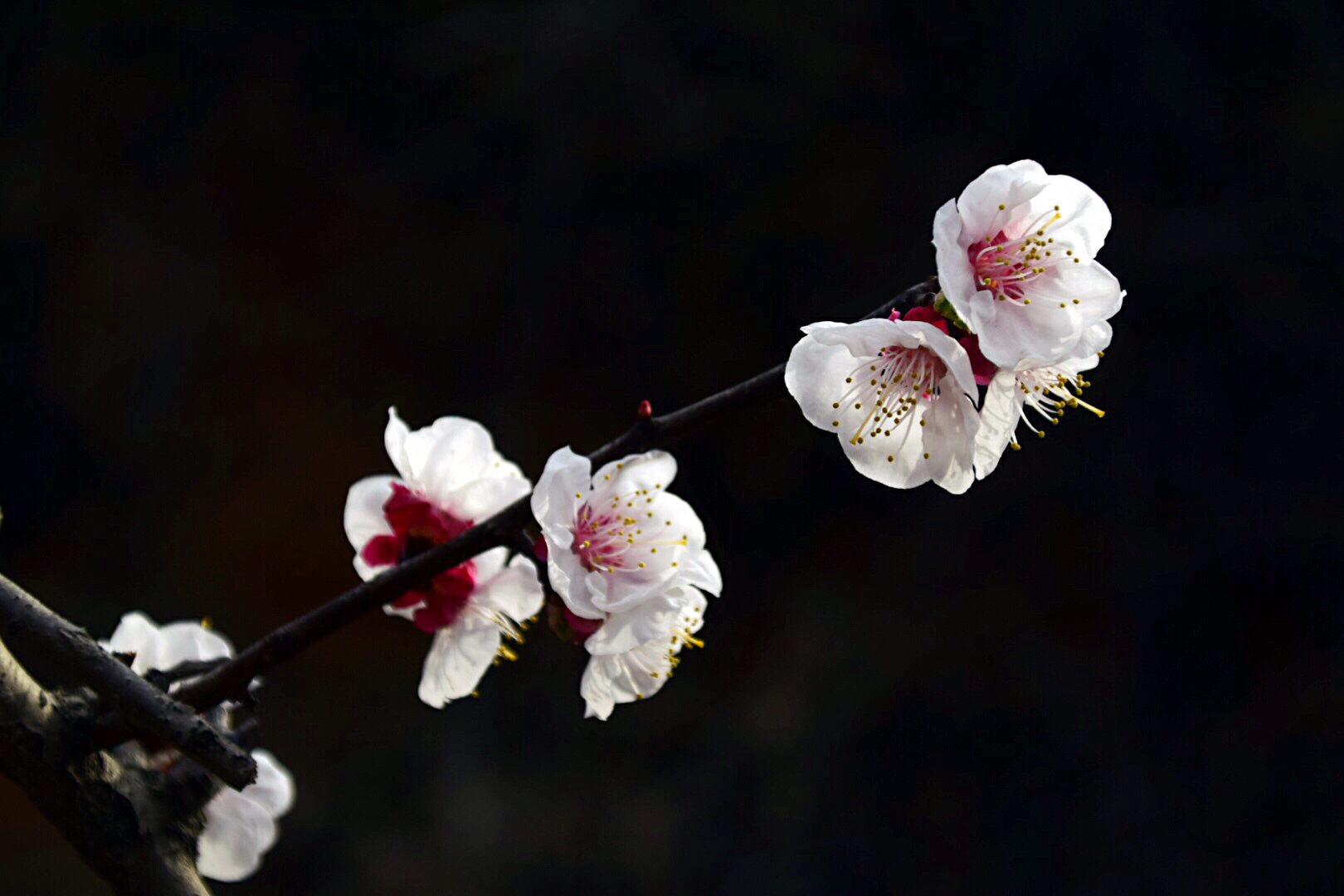 漂亮的杏花在枝头绽放,杏花盛开姹紫嫣红春意盎然