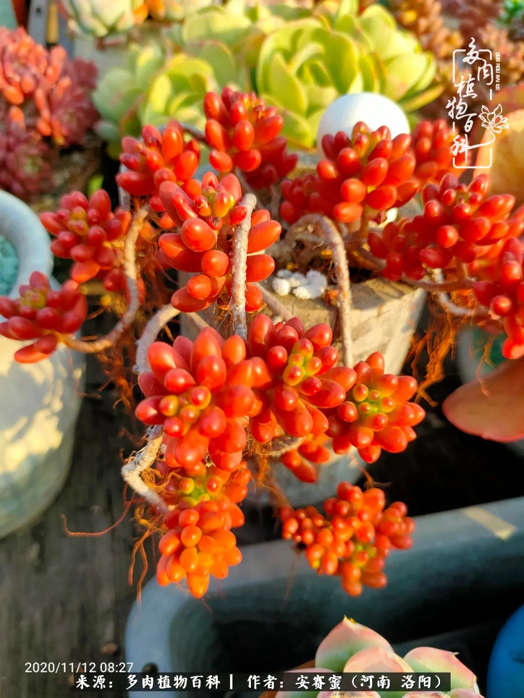 现在是多肉最美的季节,多肉最美的季节来啦