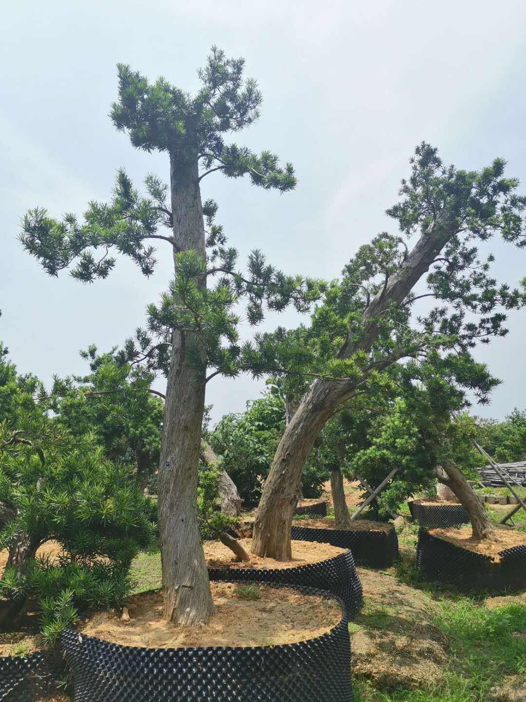 叹为观止自然风景,叹为观止高清图