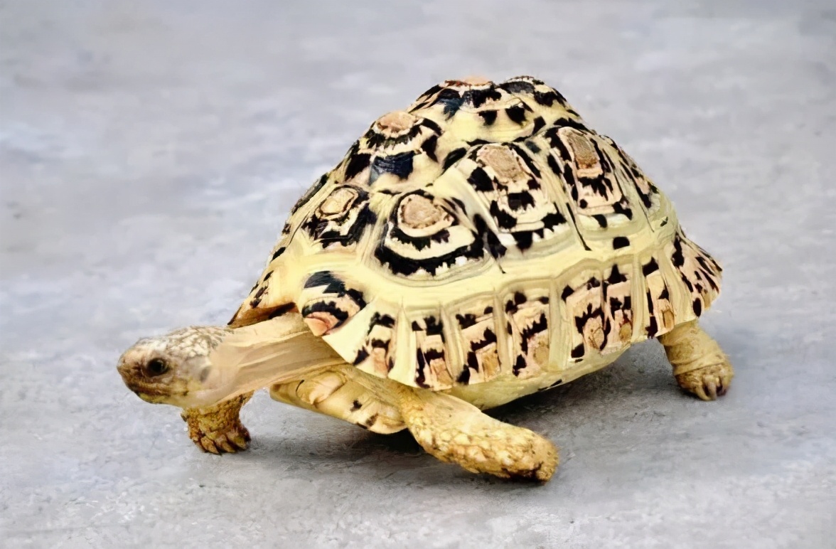 龟类大百科,大眼睛龟类