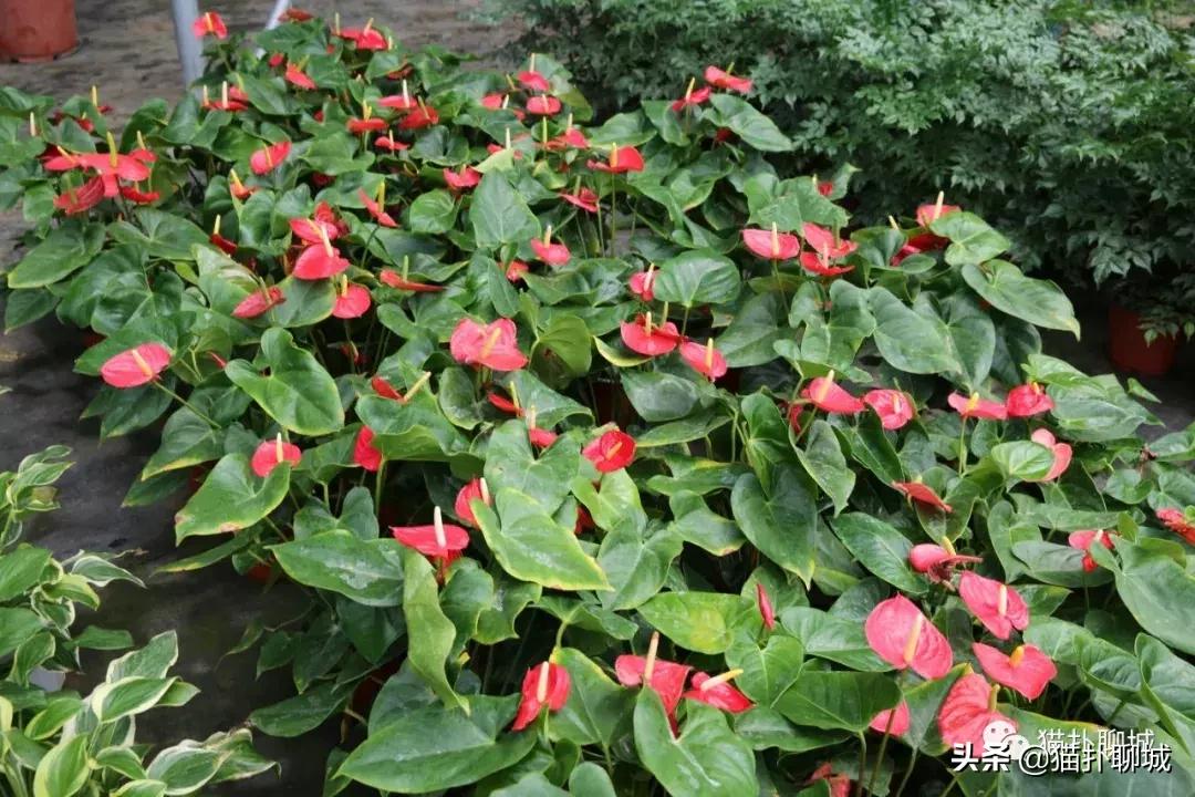 聊城北环花卉市场批发玫瑰鲜花吗,聊城最大的花卉市场