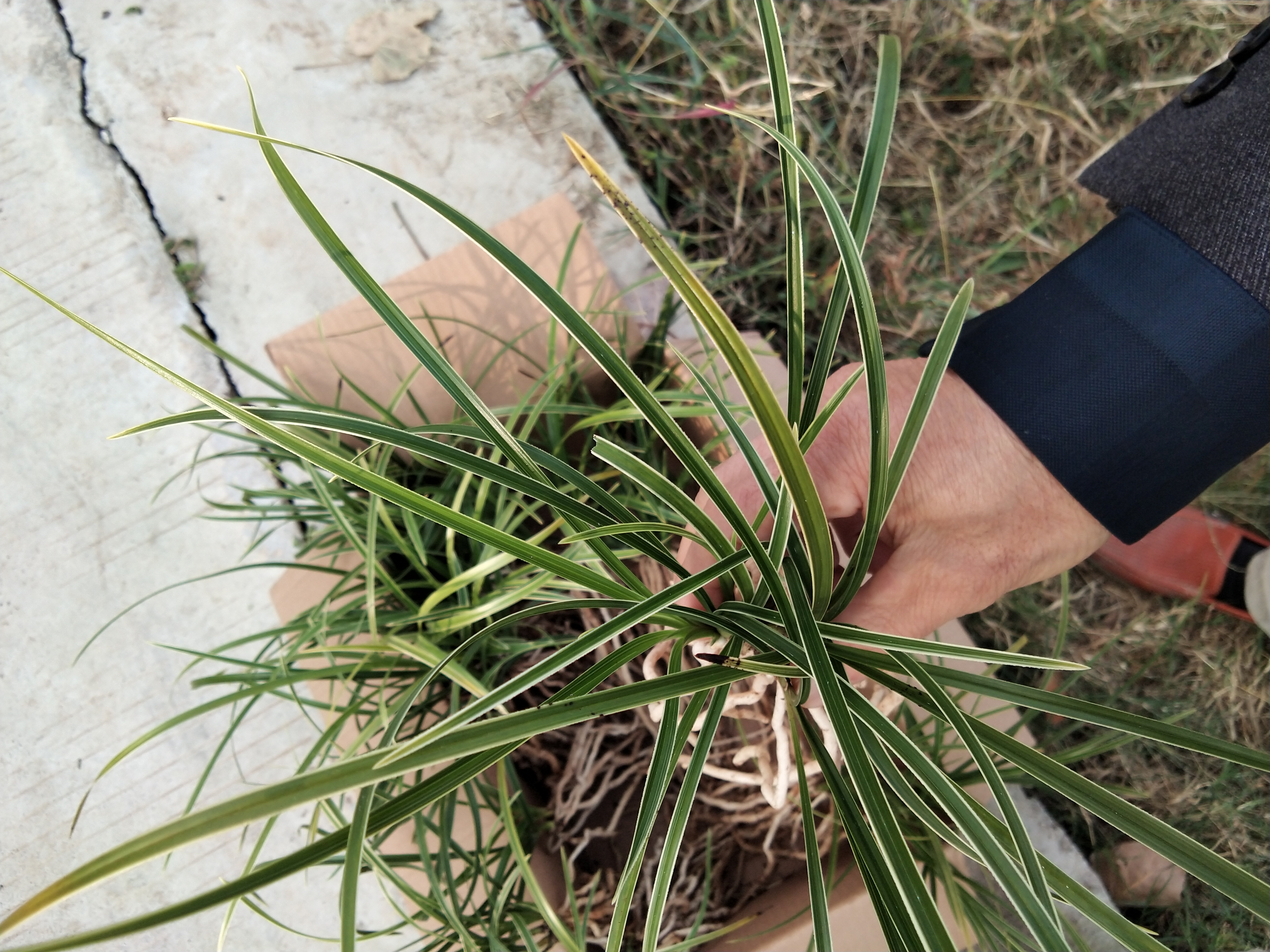 金边兰花价格多少钱一棵,便宜的出名金边兰花