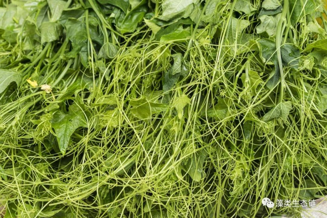 藻类提取物护肤,藻类提取物护肤品