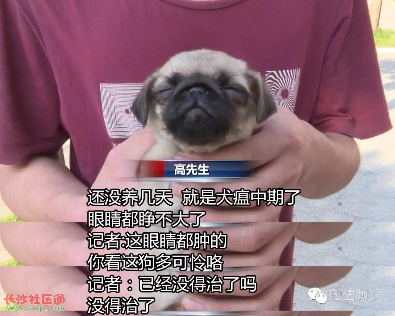 狗贩子卖星期狗为什么那么便宜,买宠物狗怎么避免买到星期狗