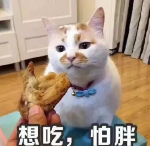 猫咪追求者,猫咪渴求食物