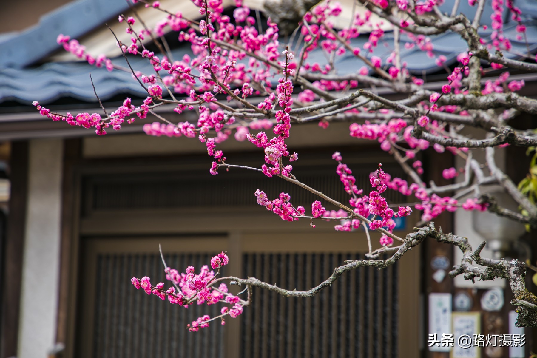 大津，不能错过的日本小众赏樱地，距离京都仅10分钟车程