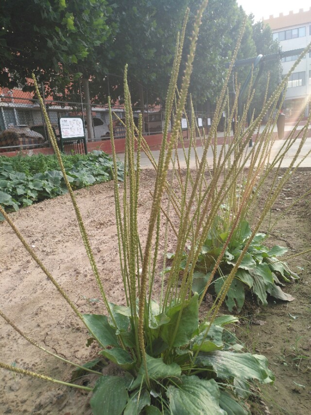 学习中药学的兴趣和感悟,中药学学习心得3000字