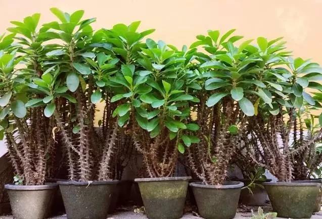 「识花儿」虎刺梅