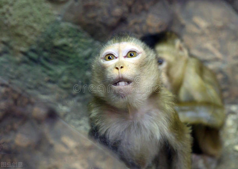 埃博拉病毒vs马尔堡病毒,马尔堡病毒和埃博拉谁更强
