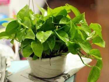 怎样养绿萝和花盆,陶粒养绿萝