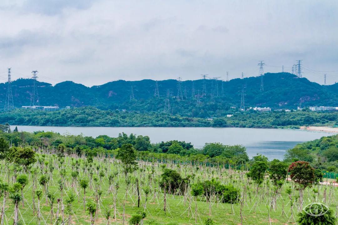 深圳这10条绿道你去过没,深圳十大绿道排行榜