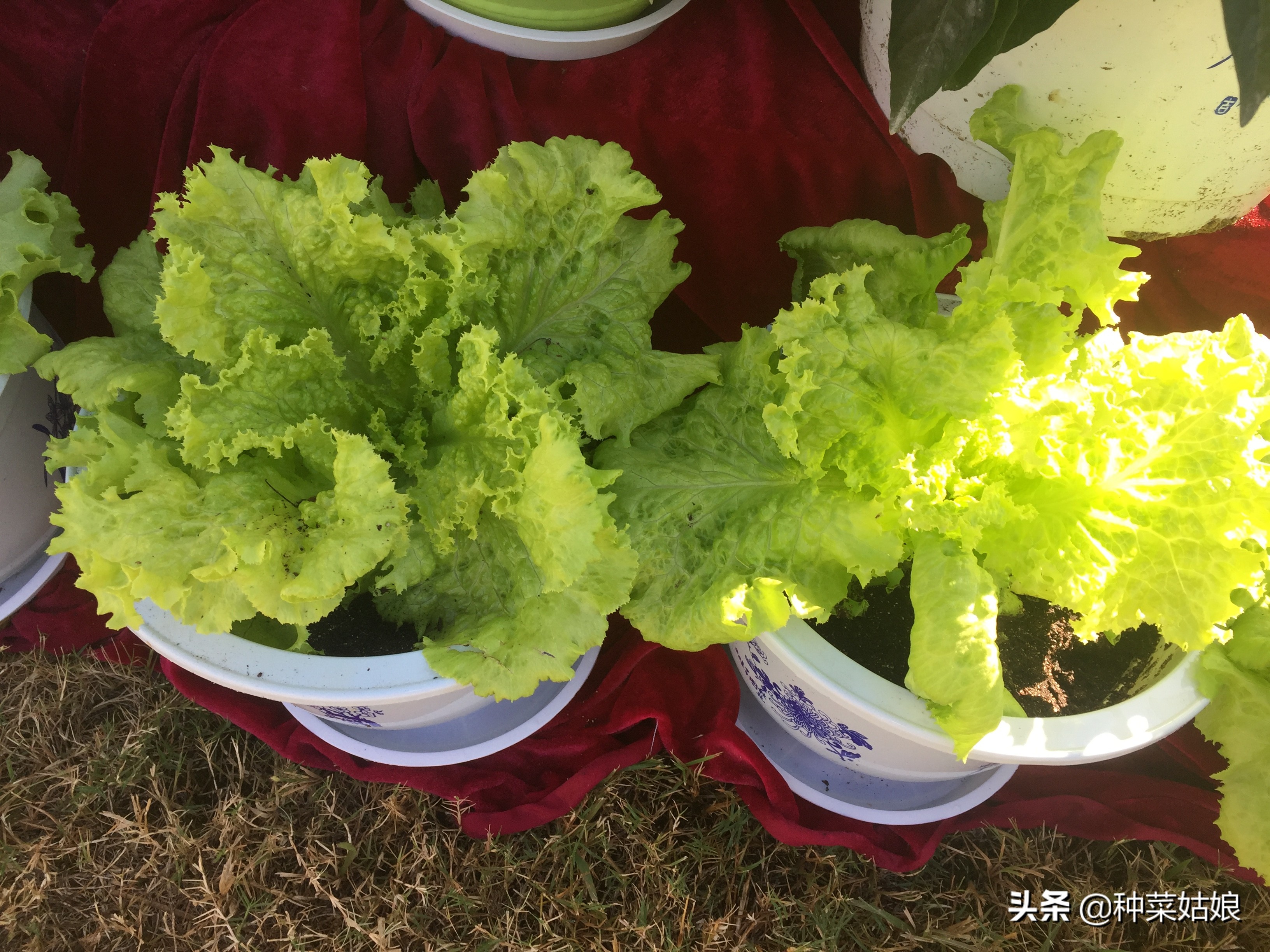 冬季阳光房种菜的技巧与方法,冬季种菜有哪些品种