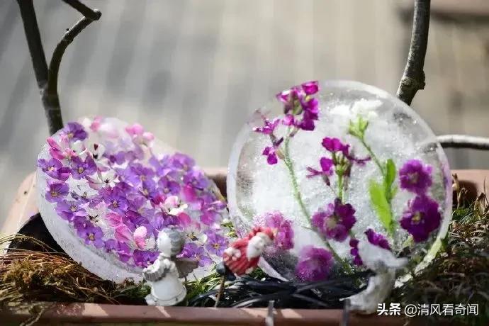 冻冰花美篇,冻冰花的美篇
