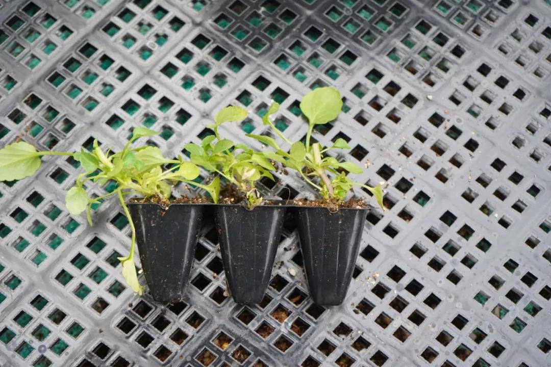 盆栽植物细长徒长怎么办,植物侧枝要不要修剪