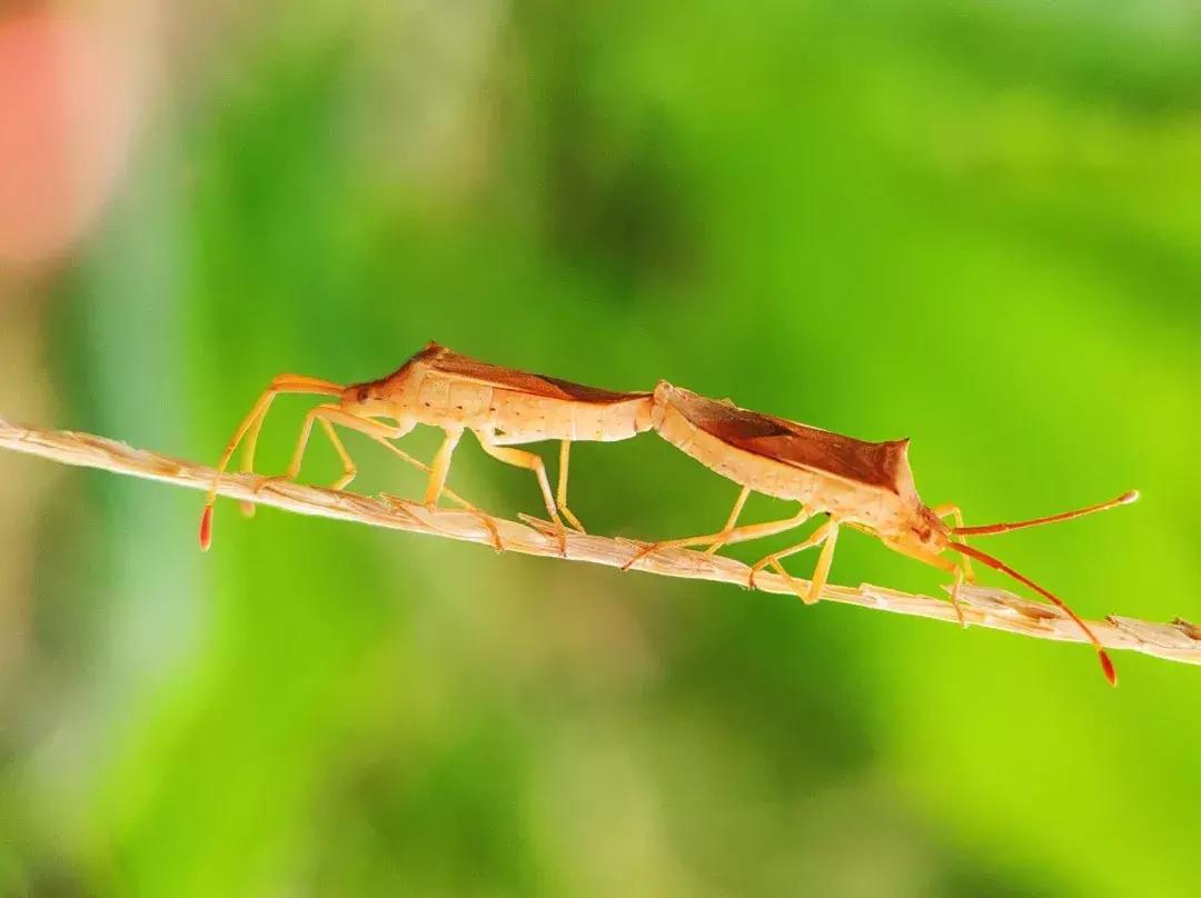 手把手教你拍摄微距花,春天拍花卉微距摄影镜头推荐