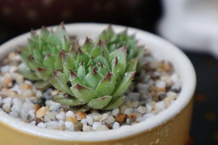 多肉名字怎么记,多肉的品种图片及名字寓意