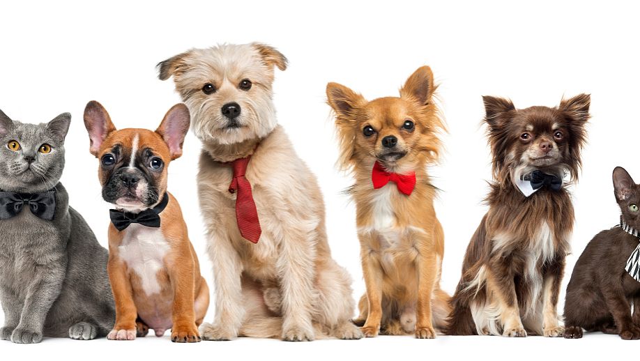 适合乡镇县城创业的项目有哪些,适合小县城创业项目排行榜前十名