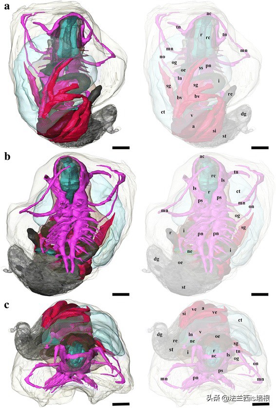 不吃饭的甲壳虫,深海蜗牛怎么吃