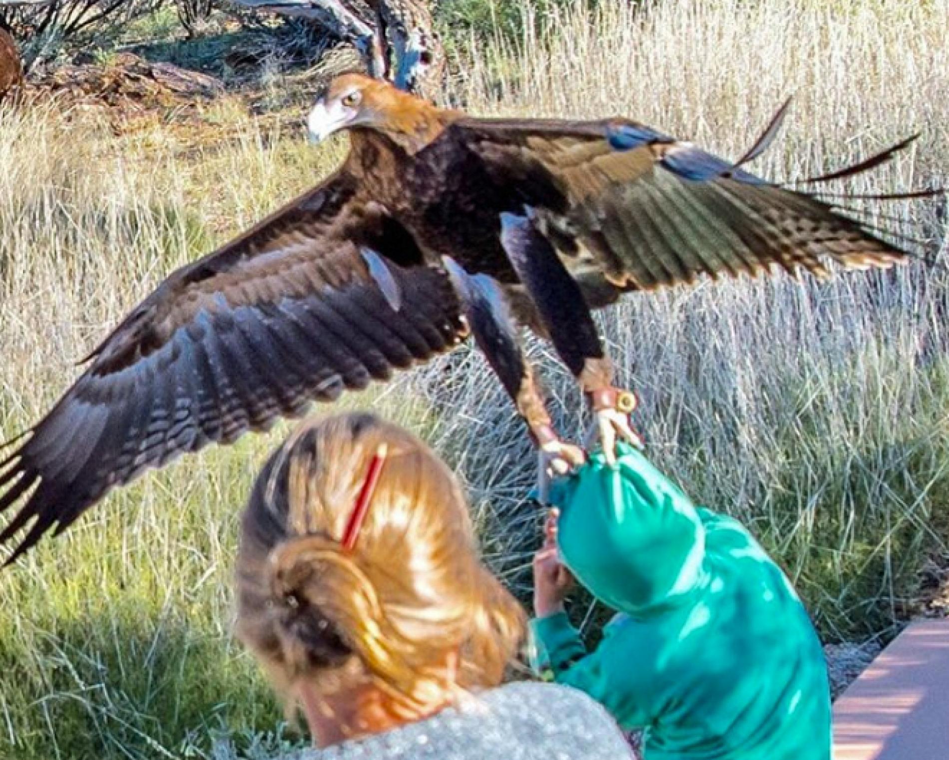 老鹰最大能飞多少米,老鹰最大可以抓多重的