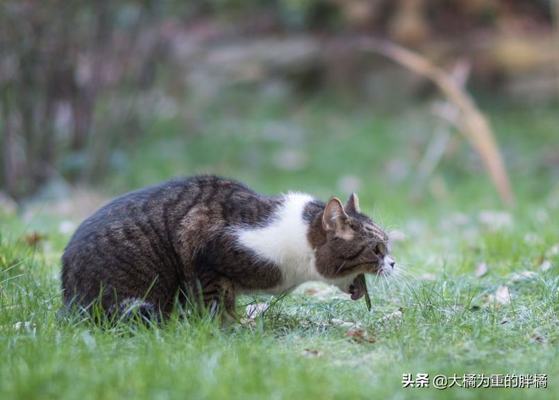猫咪吐绿水不吃东西精神不振,为什么猫咪会吐黄水