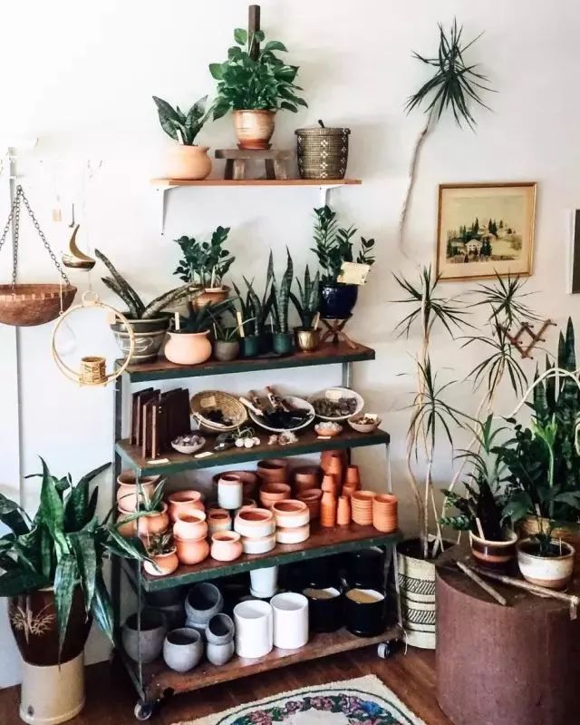 开一家植物美学小店,开一家属于自己的花店